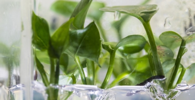 Genetiği değiştirilen sarmaşık evdeki kanserojen maddeleri temizliyor