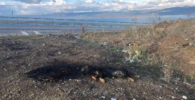 İznik'te köpek otomobil lastiği ile yakılmış halde bulundu