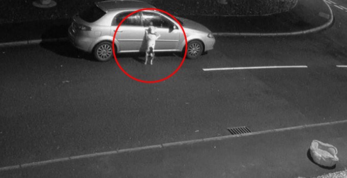 Sokağa terk edilen köpeğe binlerce talip