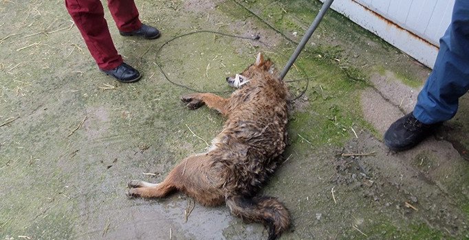 Yaralı çakal tedavi altına alındı