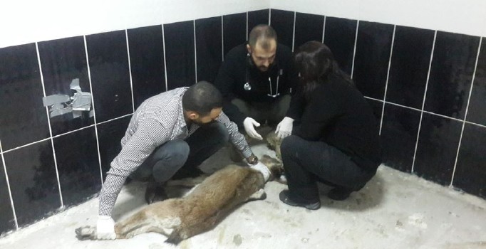 Kayalıktan düşen yavru yaban keçisi ve dereye düşen köpek, tedavi altına alındı