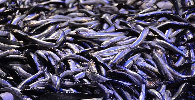 Hamsinin kilosu 25 liraya yükseldi