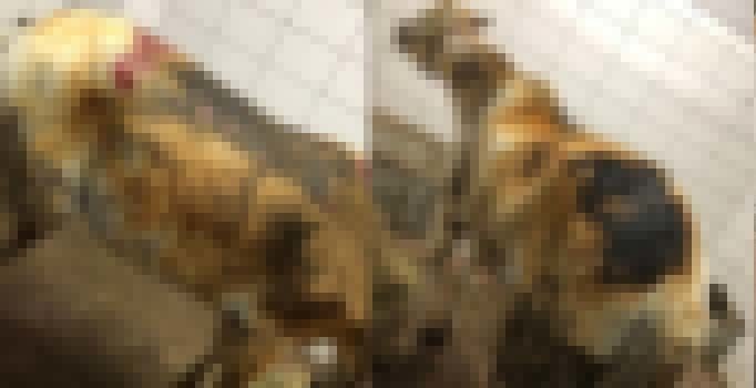 Büyükada'daki yangında yaralanan atlardan biri öldü