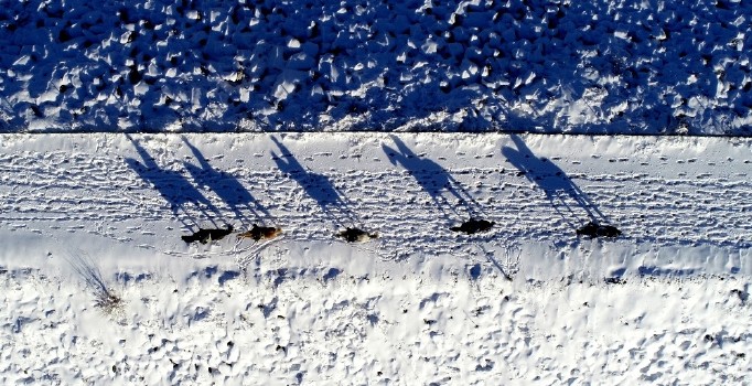 (Özel) Karlar altında dörtnala özgürlük havadan böyle görüntülendi...