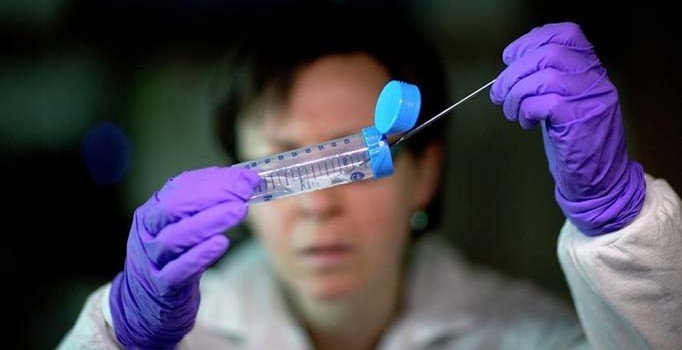 Hindistan'daki domuz gribi salgınında ölü sayısı 605'e yükseldi