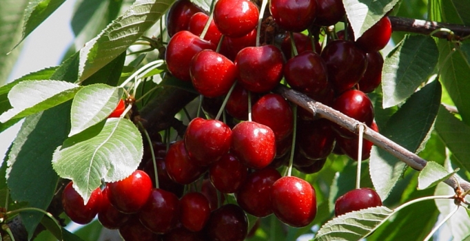 23 Nisan gecesi yaşanan 
don kirazı vurdu