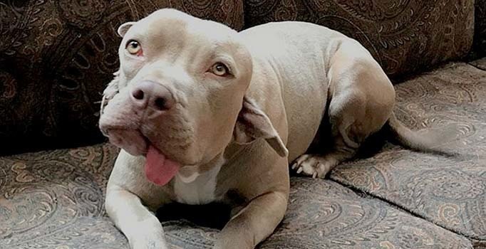 Mutant köpeğin kulağında da ağzı var