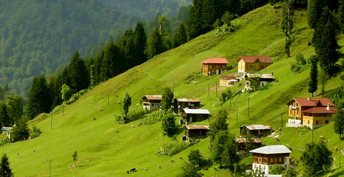 Dünyadaki bitki türleri sayıldı | Dünyada kaç tür bitki var?