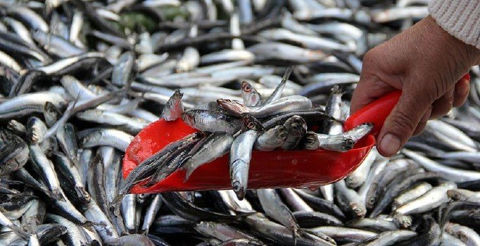 Balıkçıklar da tanzim satış istiyor