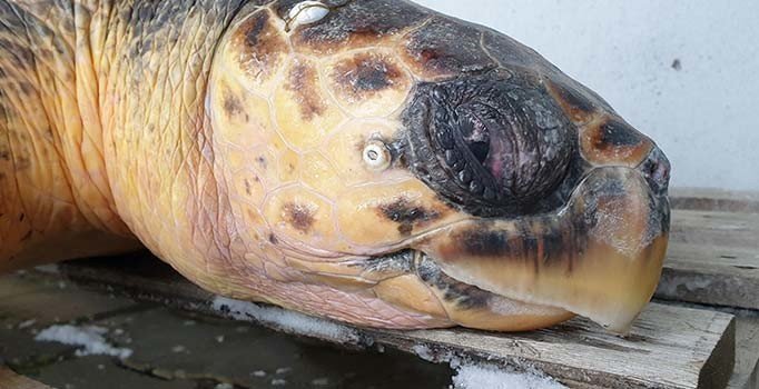 Sahilde bulunan caretta caretta koruma altına alındı