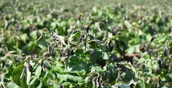 Adana'da patatesi don vurdu