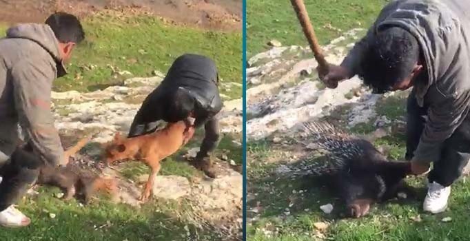 Nesli tükenmekte olan oklu kirpiyi vahşice öldürdüler