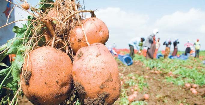 İthal patates seçimden önce filede