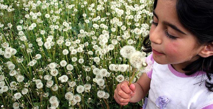 Havanın alerji ölçülecek: Meteoroloji artık polen tahminide de yapacak