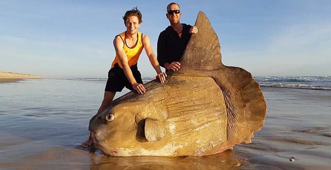 Dev güneş balığı bulundu