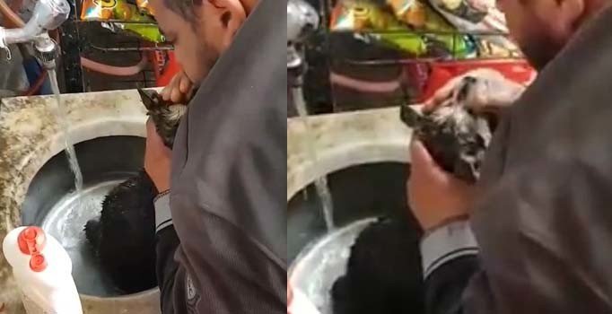 Köpeği kalp masajı ve suni teneffüsle hayata döndürdü