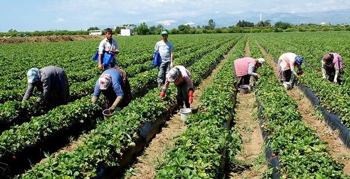 Tarımın sorunlarını çözmeden Türkiye’nin sorunları çözülür mü?