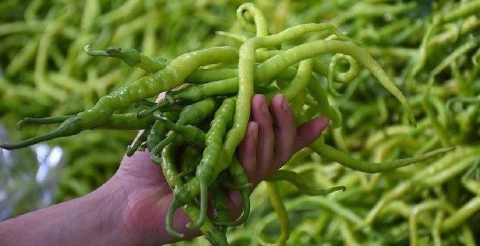 Mart ayının zam şampiyonu çarliston biberde fiyat düşüşe geçti