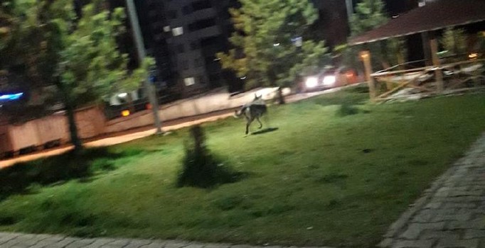 Şehir merkezine inen kurt paniğe neden oldu
