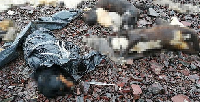 Ankara'da ikinci vahşet: Çöp torbalarına konulmuş onlarca köpek ölüsü bulundu