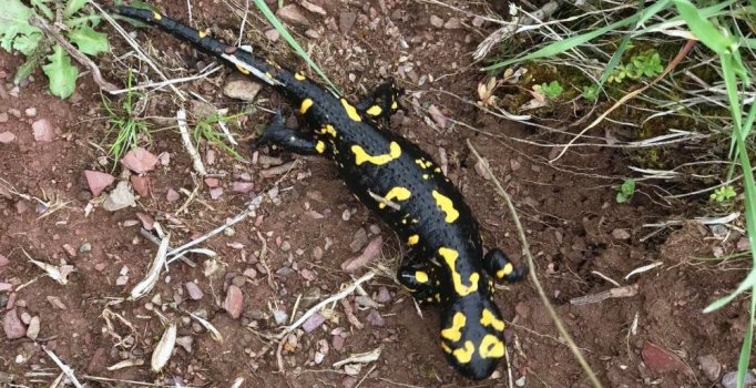 Malatya'da nesli tükenmekte olan Türk semenderi görüntülendi