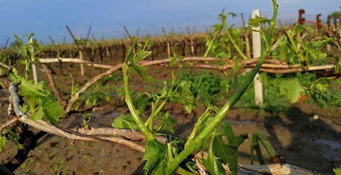 Dolu yağışı üzüm bağlarını vurdu
