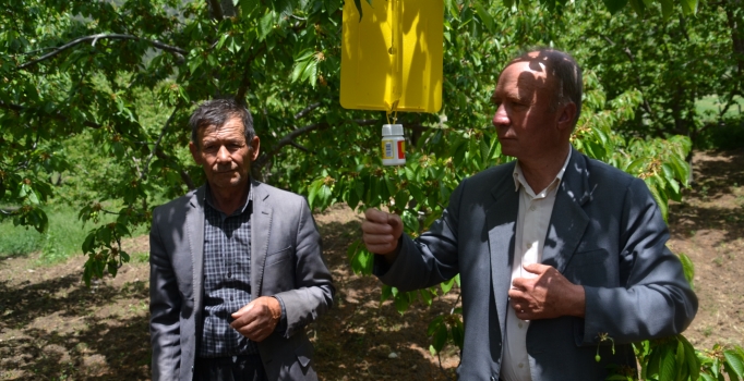 Kirazda kurtlanmaya karşı entegre sarı kutu