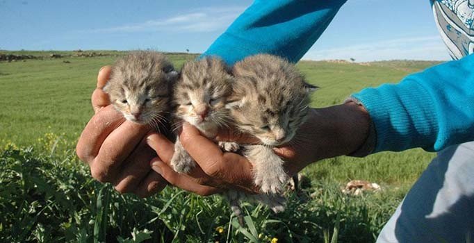 Diyarbakır’da bir yetişkin ve 3 yavru leopar görüldü