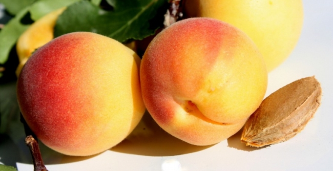 Türkiye'de bitkisel üretim arttı