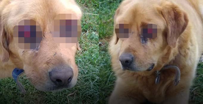 Gözleri oyulduğu iddia edilen köpek kanser hastası çıktı