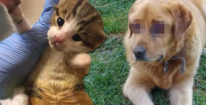Köpeğin gözlerini oyup, yavru kedinin bacaklarını kestiler