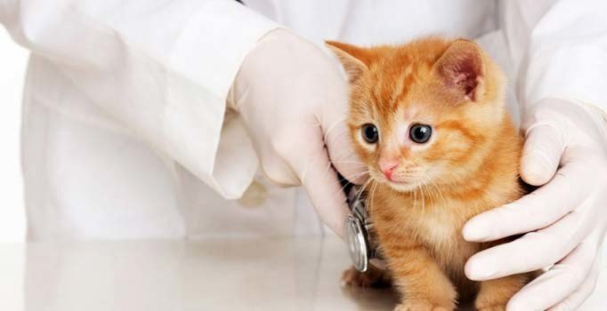 Veterinerlerden doktorlara tepki: Herkes kendi işini yapmalı