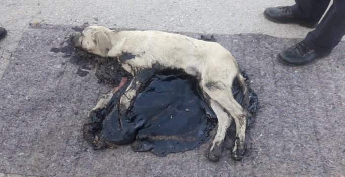 Köpek, tankerden dökülen zifte yapıştı