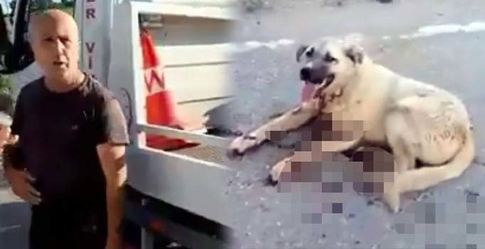 Dehşete düşüren olay! Köpeğini çekicinin arkasında sürükledi