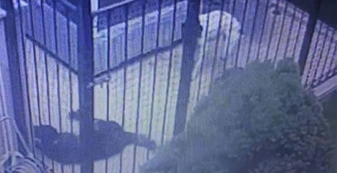 Sarıyer'de salyangoz zehri dehşetine tepki yağıyor