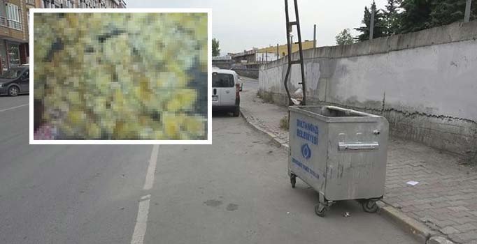 Sultangazi'de çöp kutusunda yüzlerce ölü civciv bulundu
