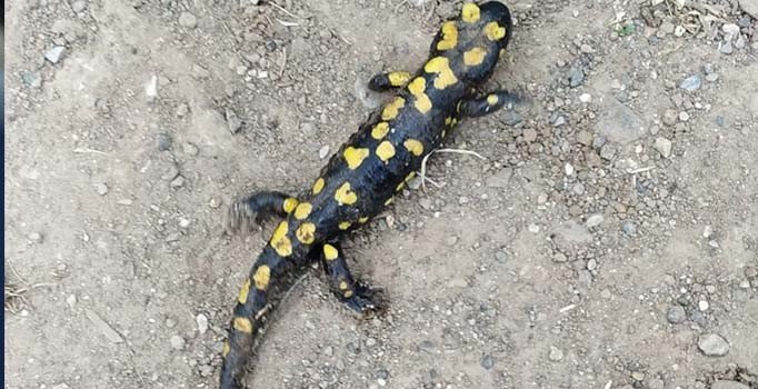 Bingöl'de nesli tükenmekte olan Türk semenderi görüldü