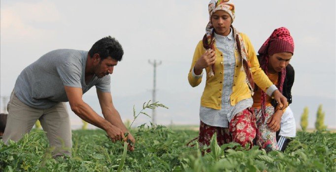 8 ilde proje başlatıldı: Suriyeliler tarım sektörüne kazandırılacak