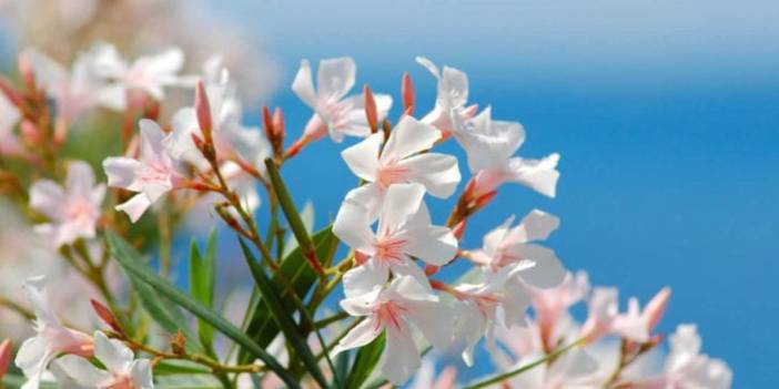 Zakkumun özellikleri nelerdir? İşte faydaları ve zararları