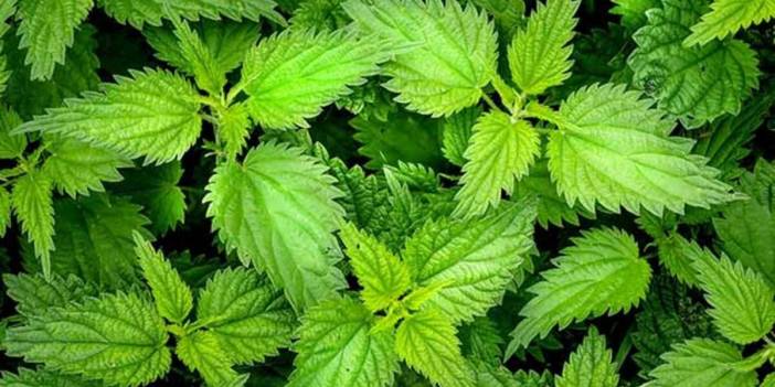 Isırgan otunun faydaları nelerdir?