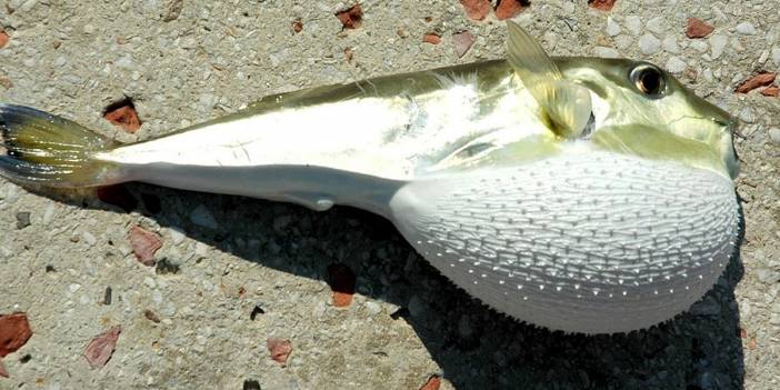 Balon balığıyla mücadeleye teşvik: Kuyruk başına 5 lira