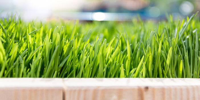 Buğday çimi nasıl yapılır? İşte faydaları