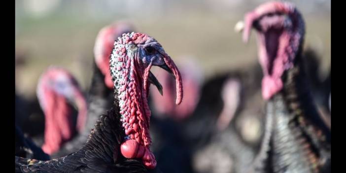 Yılbaşı için hindi fiyatları 2020 | Hindi nereden alınır?