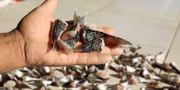 Ödemeler başladı: Balon balığı kuyruğu getirene 5 lira