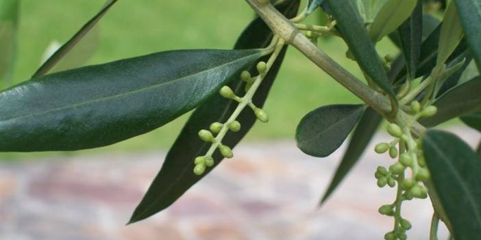Çolakoğlu’ndan, ‘Zeytin ve zeytin ağacı yaprağı koronavirüsten korur mu?’ sorusuna cevap