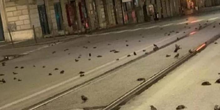Roma'da havai fişekler yüzlerce kuşun ölümüne neden oldu