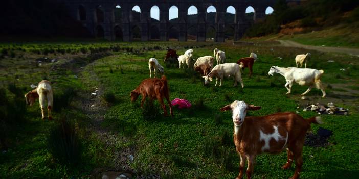 Alibeyköy Barajı'ndaki korkunç tablo bir kez daha görüntülendi