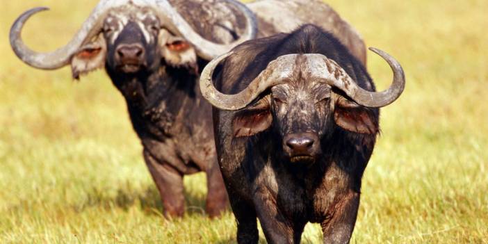 Rüyada manda görmek ne demek? Sıkıntılara karşı sabır göstermektir