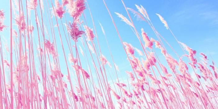 Rüyada pembe renk görmek ne demek? İşte anlamı