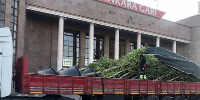 Valilik, 10 Ekim anıt ağaçlarını kaldırdı